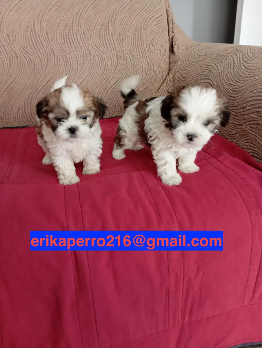 赠送可用的西施犬幼犬（公犬和母犬）