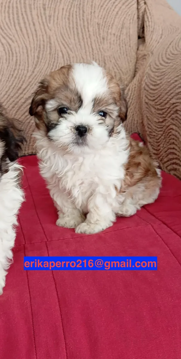 赠送可用的西施犬幼犬（公犬和母犬）