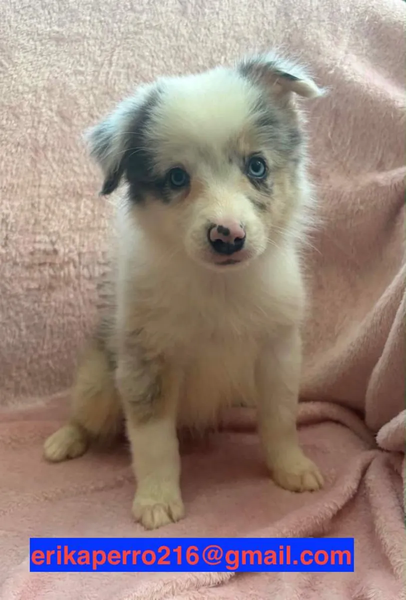 可赠送的边境牧羊犬幼犬（公犬和母犬）