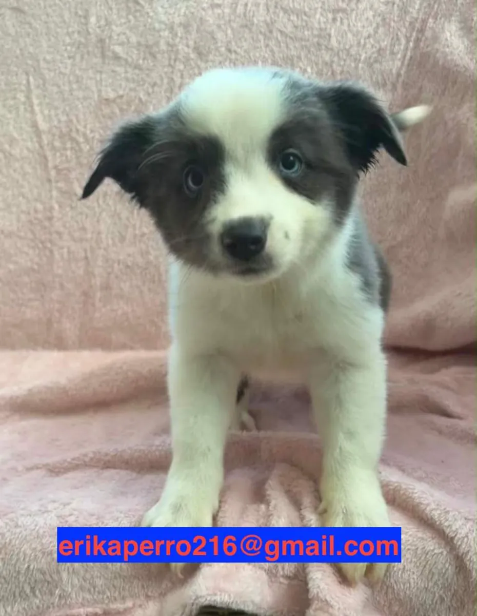 可赠送的边境牧羊犬幼犬（公犬和母犬）