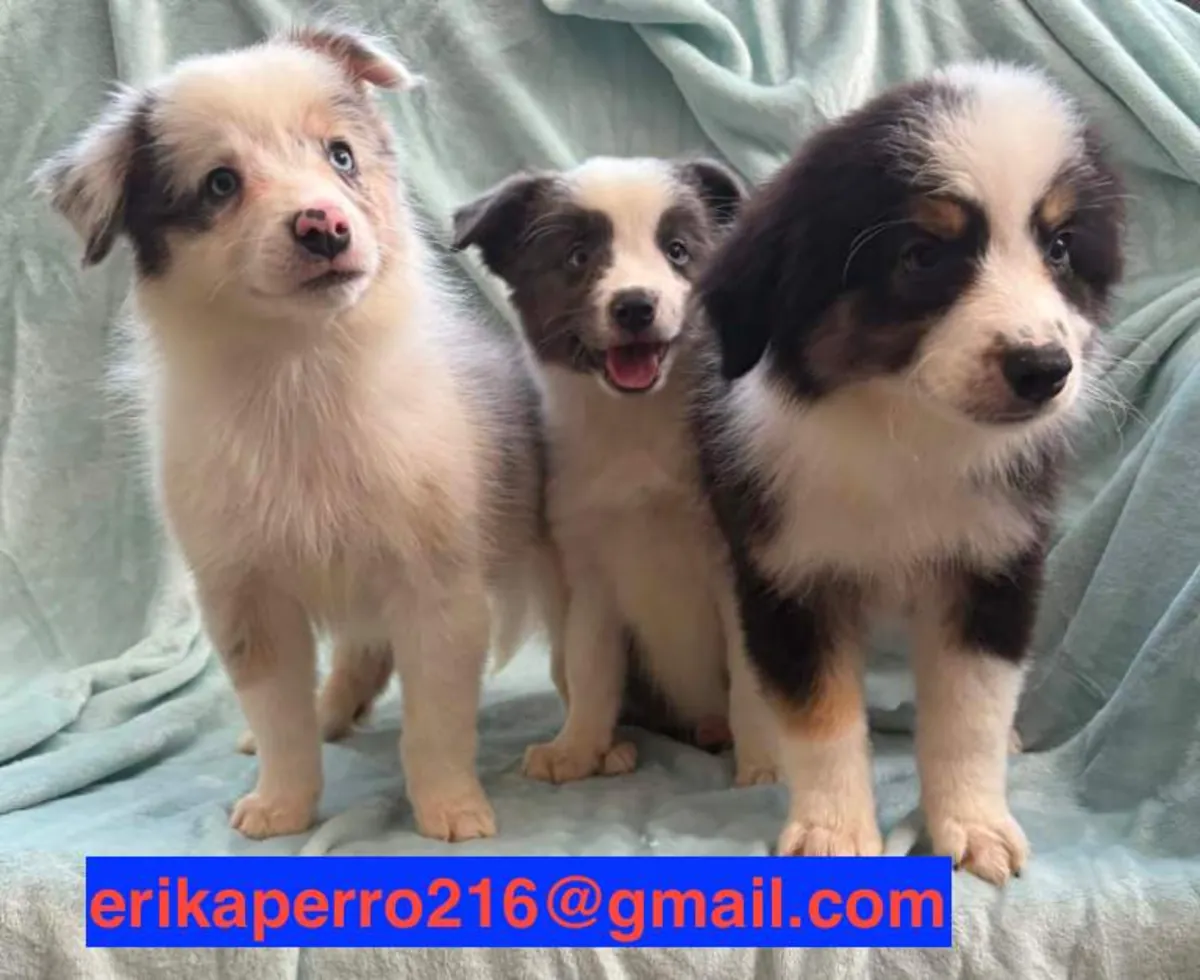 可赠送的边境牧羊犬幼犬（公犬和母犬）