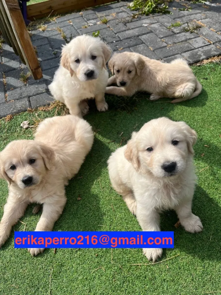 免费金毛寻回犬幼犬（公犬和母犬）