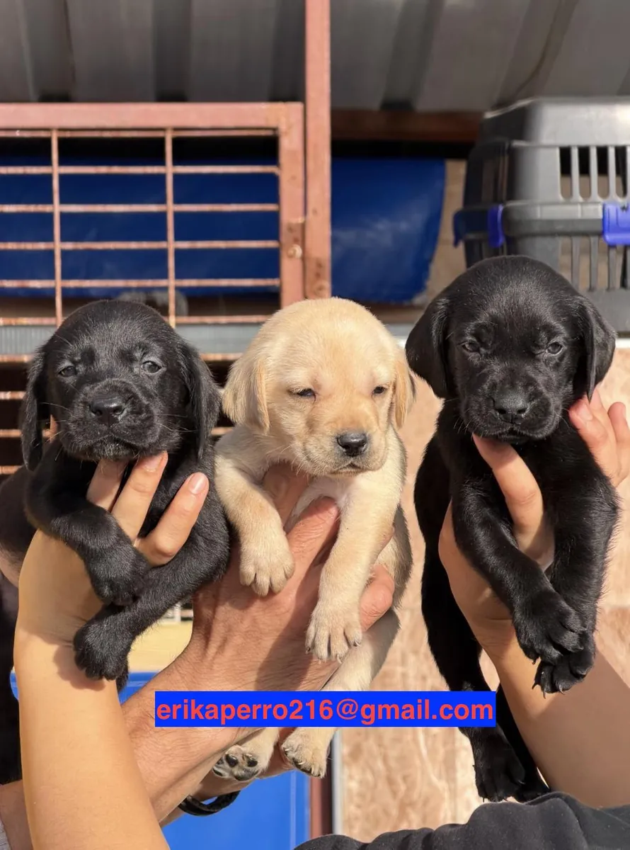 免费赠送拉布拉多幼犬（公犬和母犬）