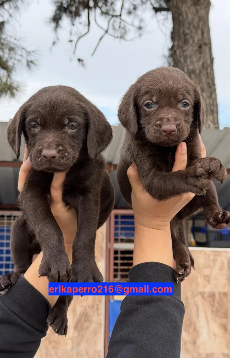 免费赠送拉布拉多幼犬（公犬和母犬）