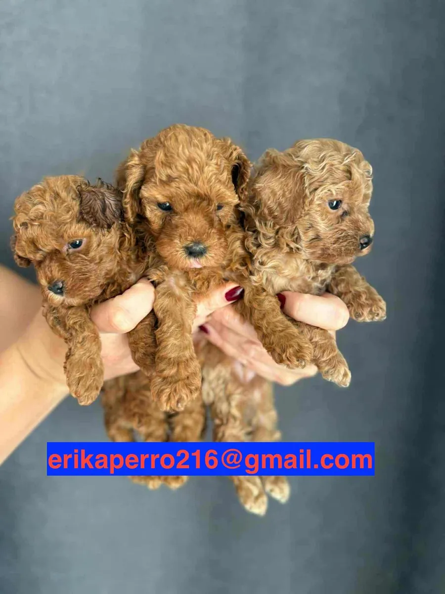Cadeau chiots Caniche mâle et femelle