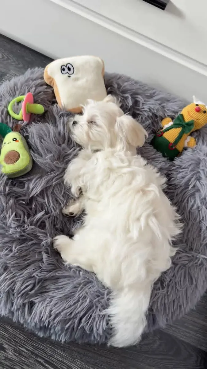 🐶 Красивые щенки мальтийской породы доступны! Whatsapp ниже