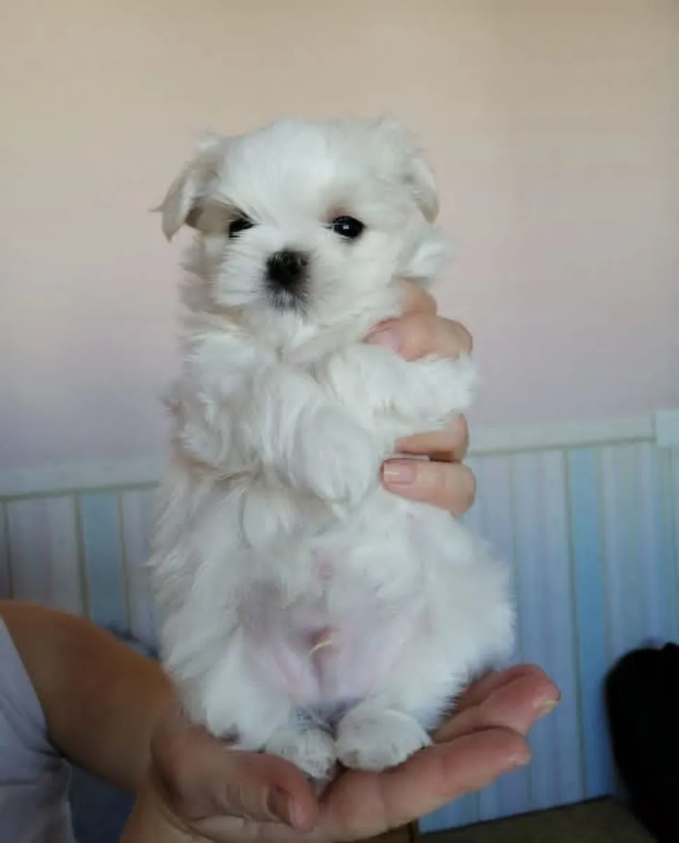 🐶 Красивые щенки мальтийской породы доступны! Whatsapp ниже