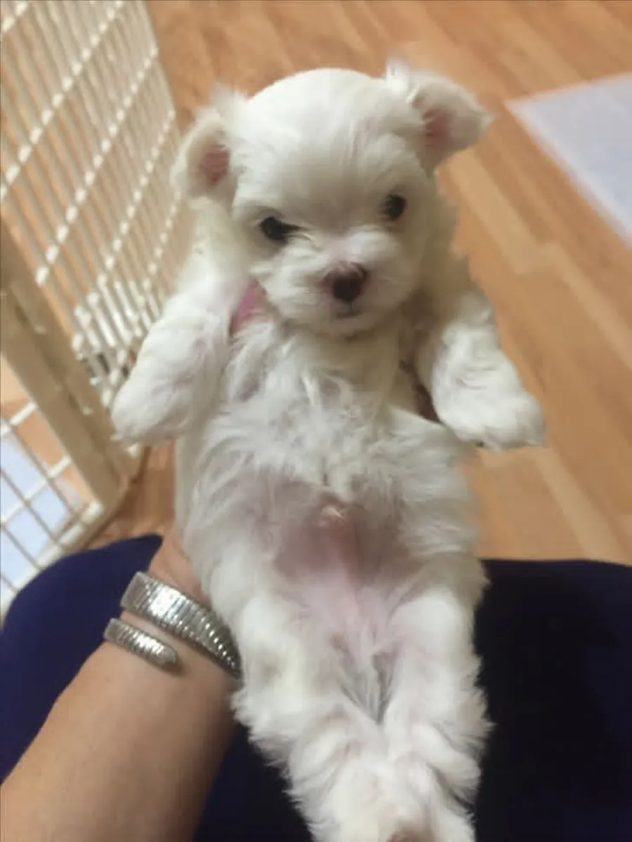🐶 Красивые щенки мальтийской породы доступны! Whatsapp ниже