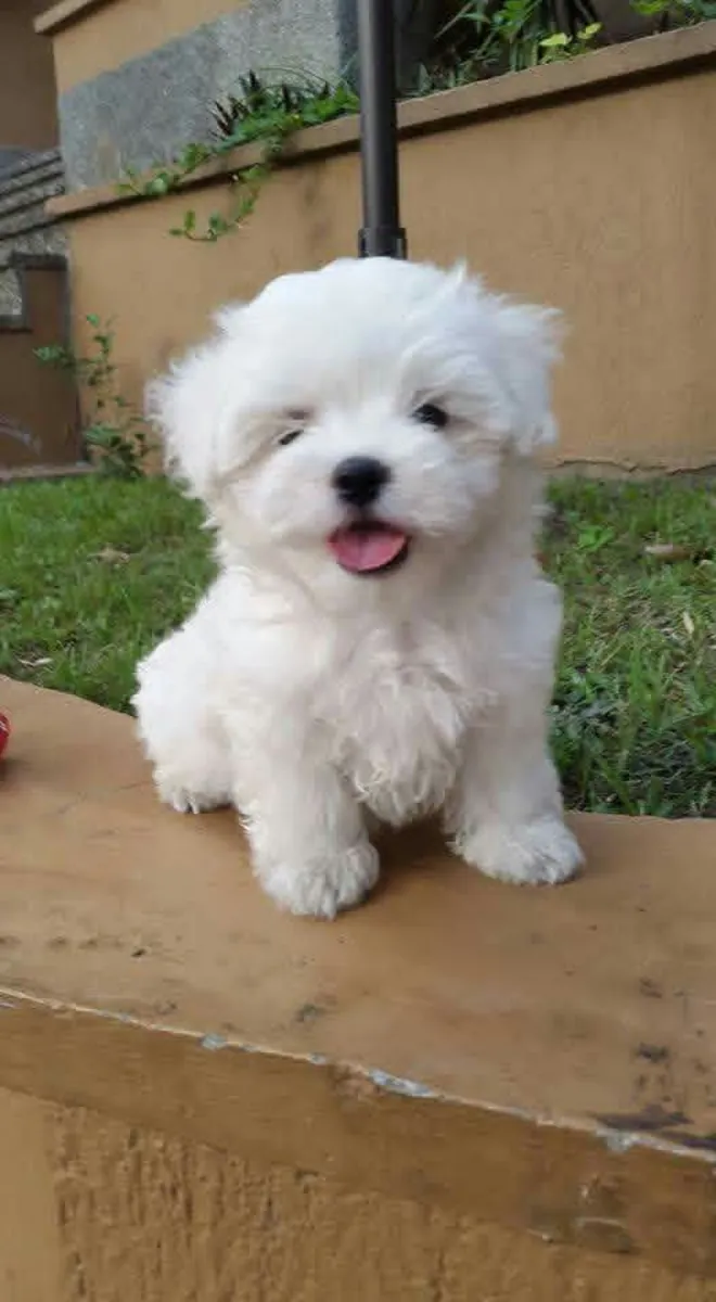 Adorables cachorros Maltés buscan familias amorosas, consultas serias contáctenme por Whatsapp 👇👇