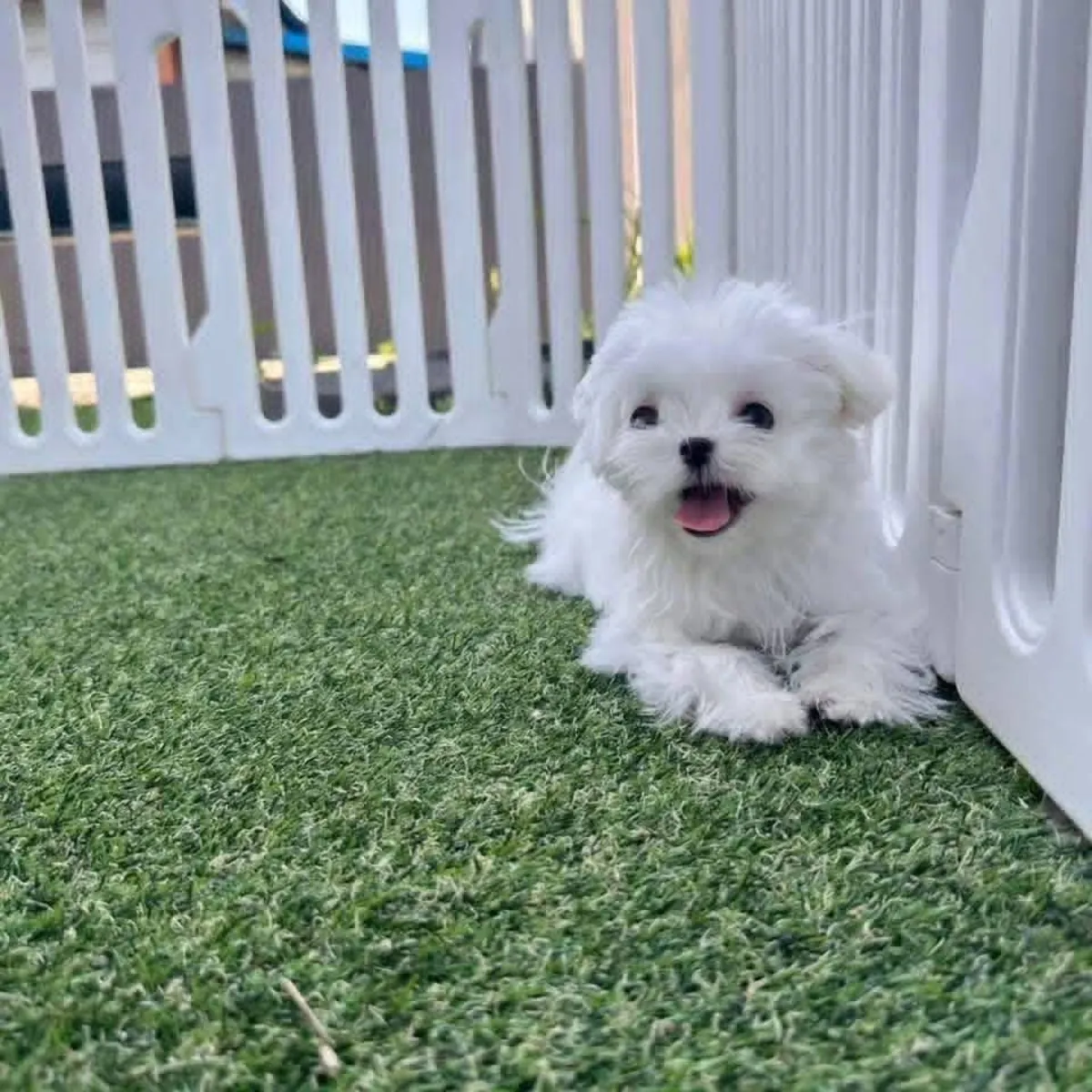 Adorables cachorros Maltés buscan familias amorosas, consultas serias contáctenme por Whatsapp 👇👇