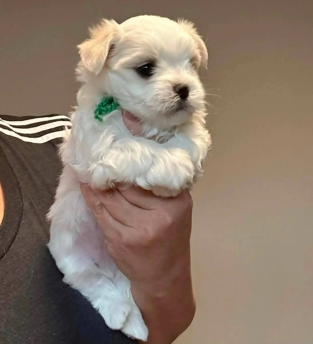 Dulces Cachorros Maltés para Hogares Amorosos