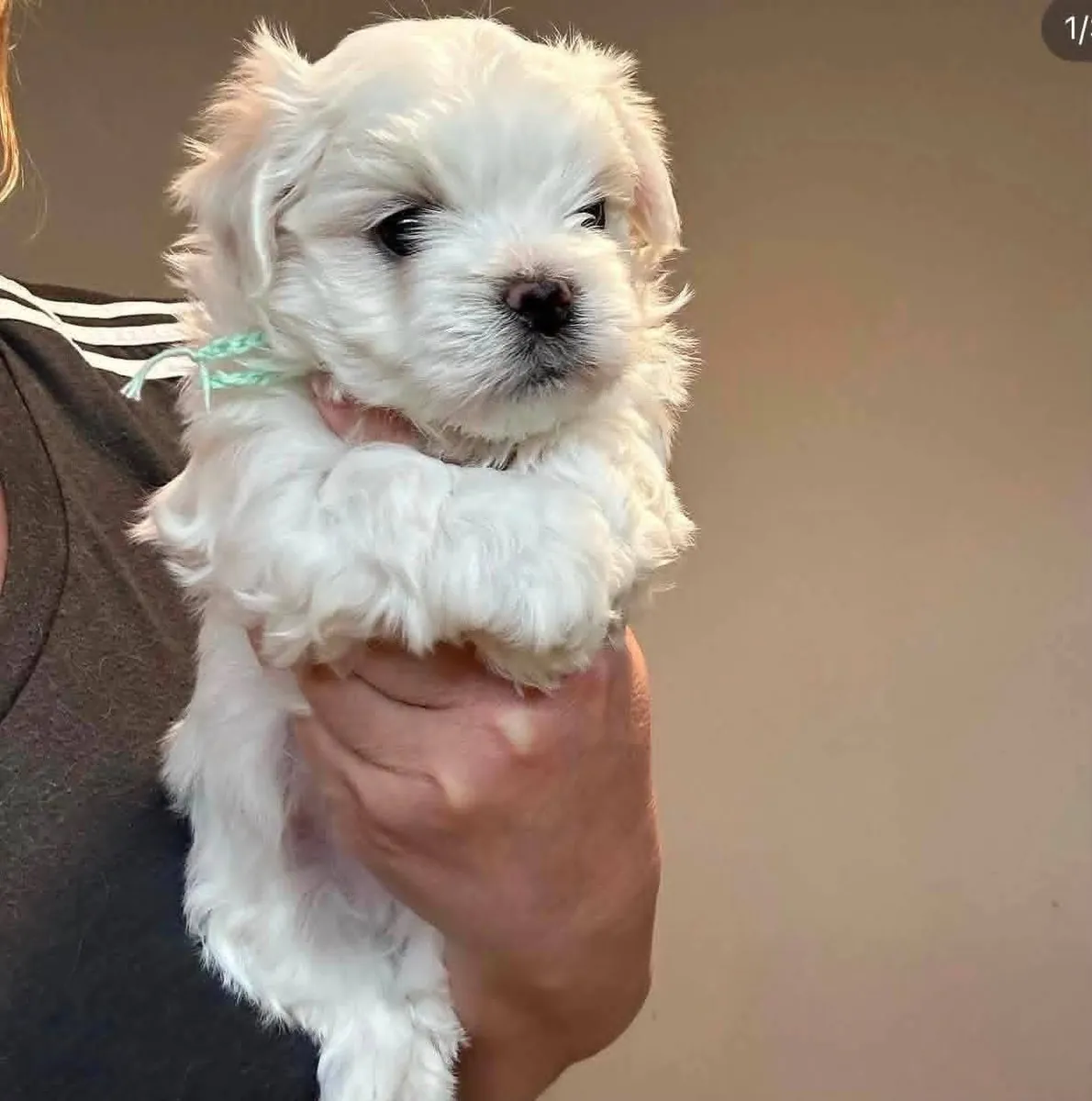 Dulces Cachorros Maltés para Hogares Amorosos