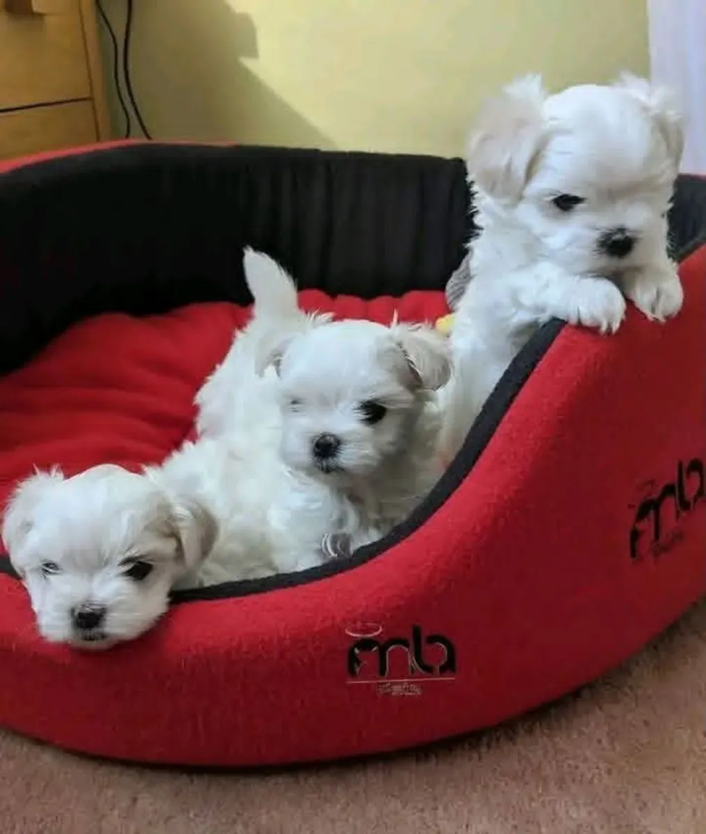 Preciosos cachorros Maltés, mi número está abajo para consultas serias Whatsapp