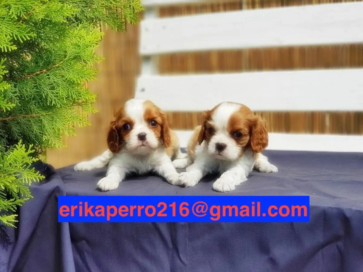 赠送骑士国王犬幼犬（公犬和母犬）
