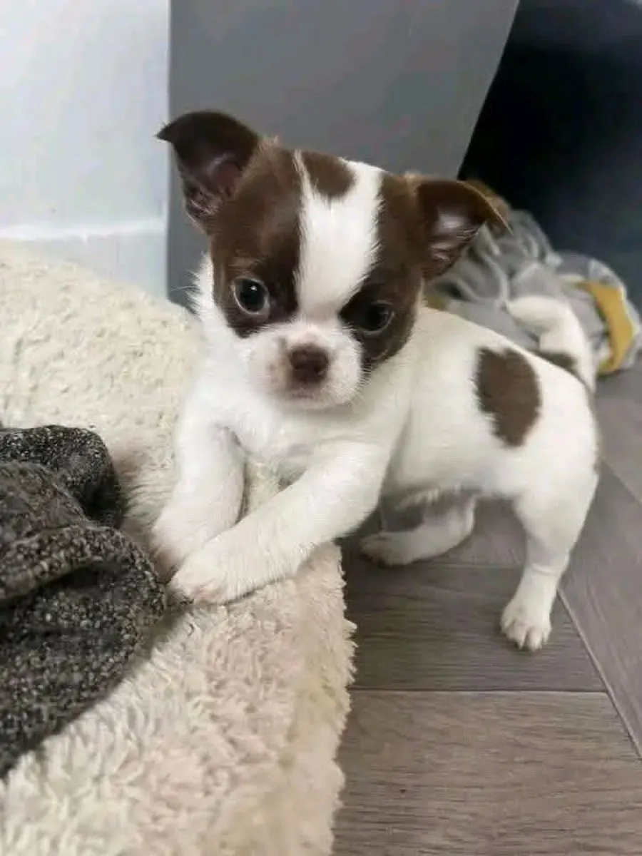 Adorable Chihuahua Puppies chat on Whatsapp 