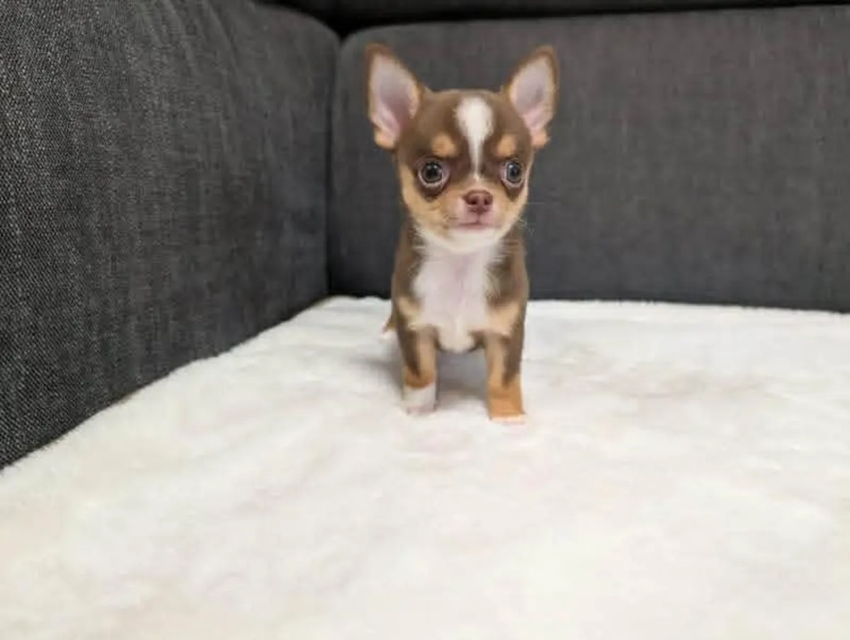 Cachorros de Chihuahua adorables disponibles, no dudes en chatear conmigo en Whatsapp