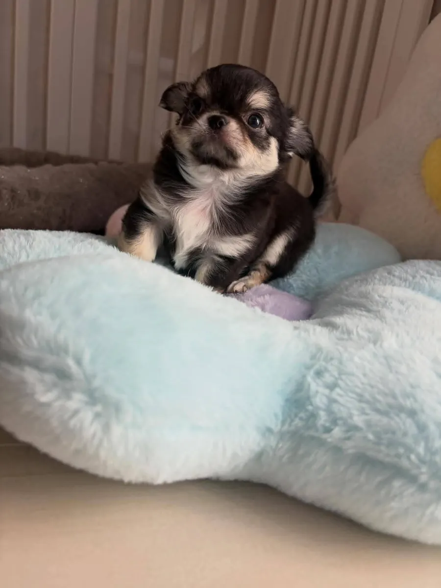 🥰 Preciosos Cachorros Chihuahua