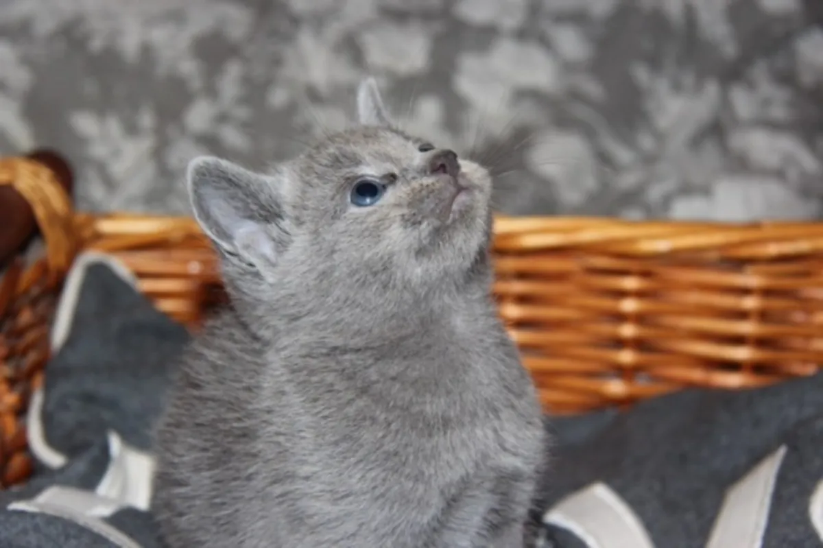 Russion blue kittens 3 remaining