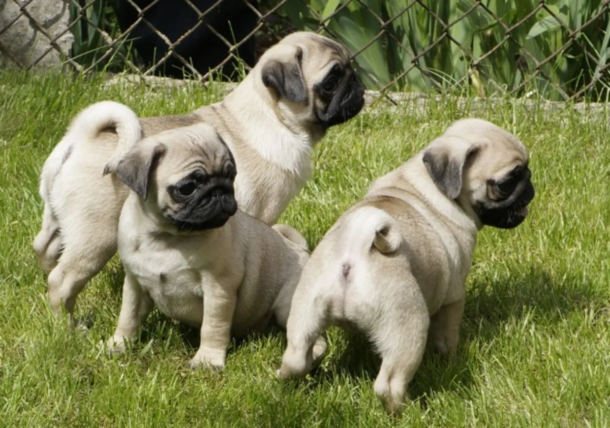 Cachorros de Pug registrados en KC listos para irse