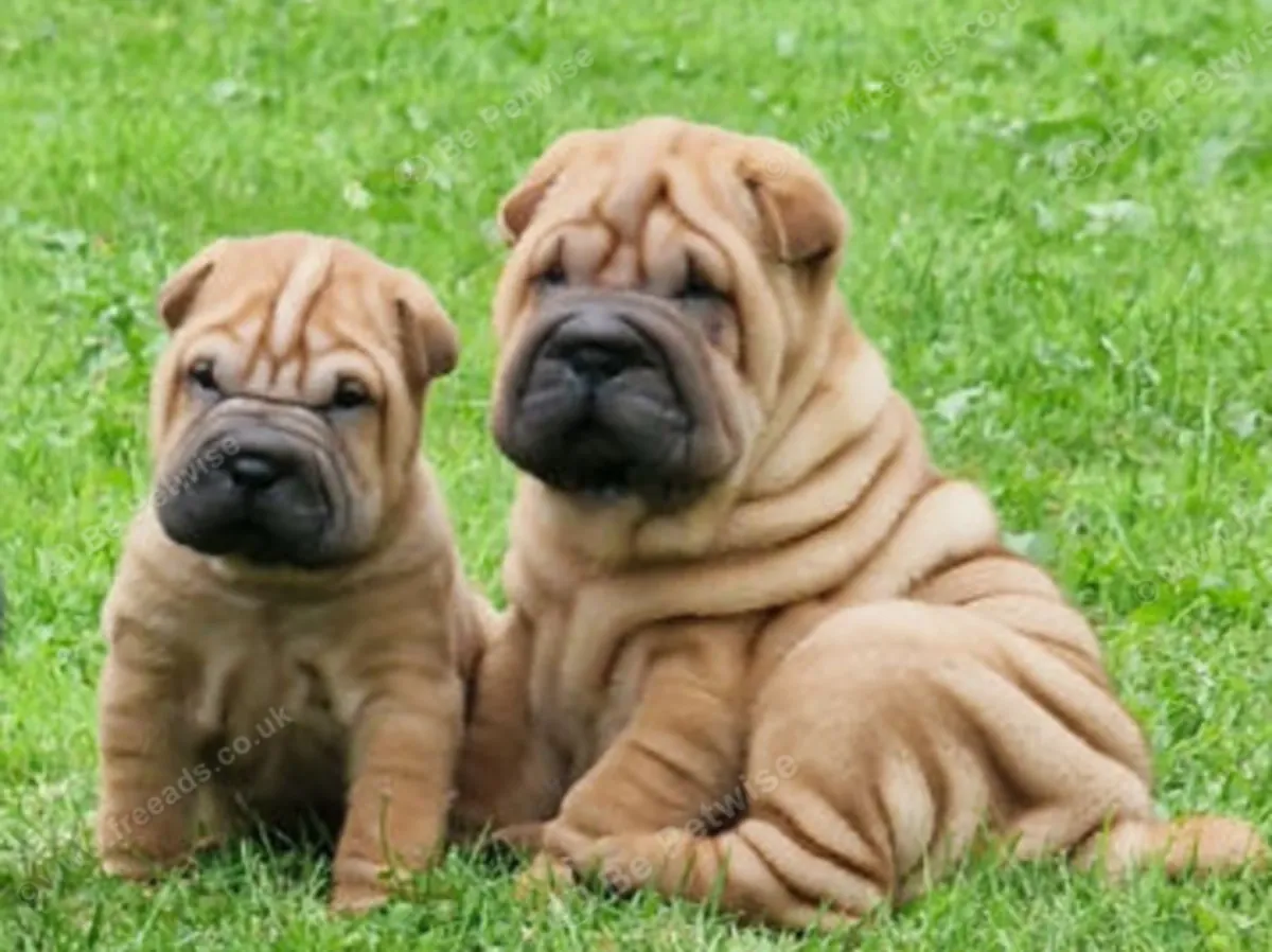 Shar Pei Puppies for sale