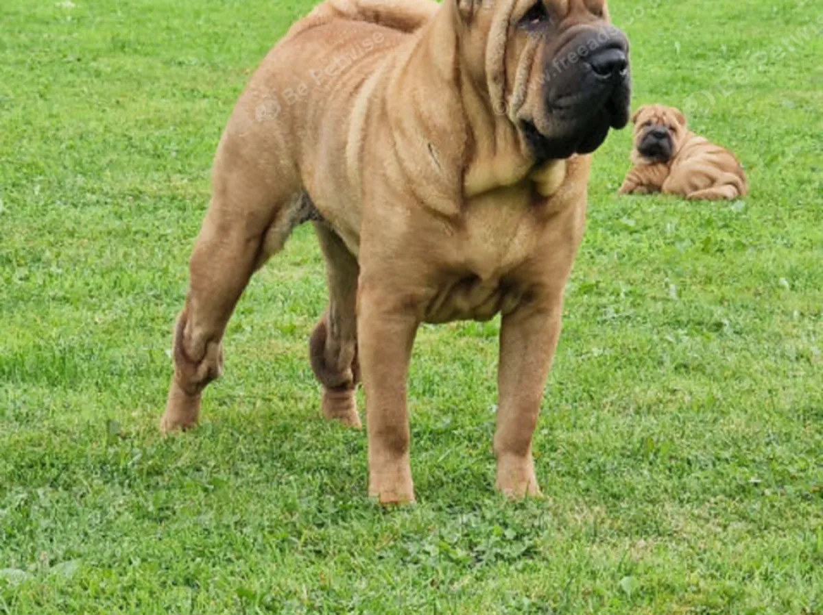 Shar Pei Puppies for sale