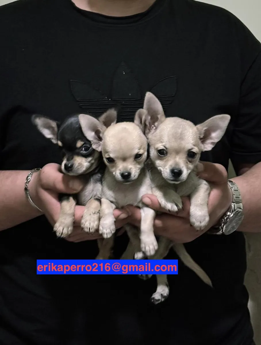 Chihuahua yavruları hediye (erkek ve dişi)