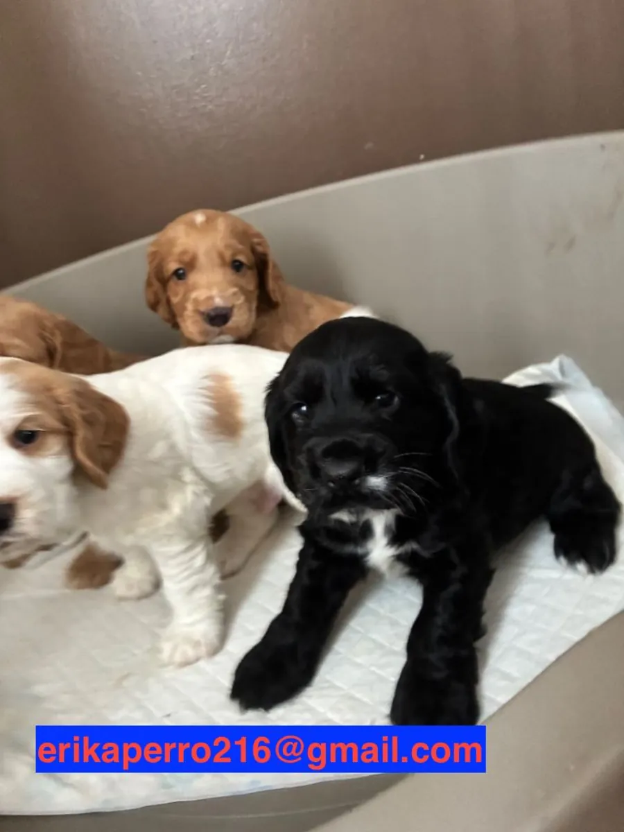 赠送可卡犬幼犬（公犬和母犬）