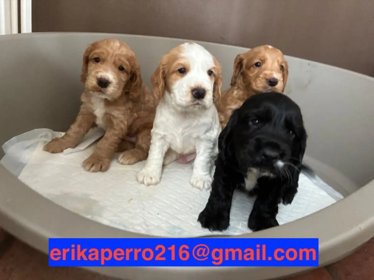 赠送可卡犬幼犬（公犬和母犬）