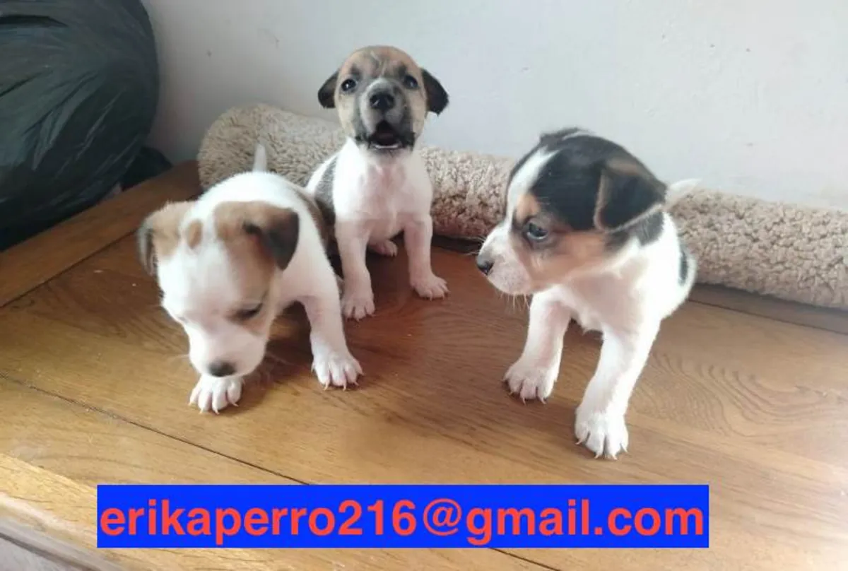 Regalo cachorros Jack Russell