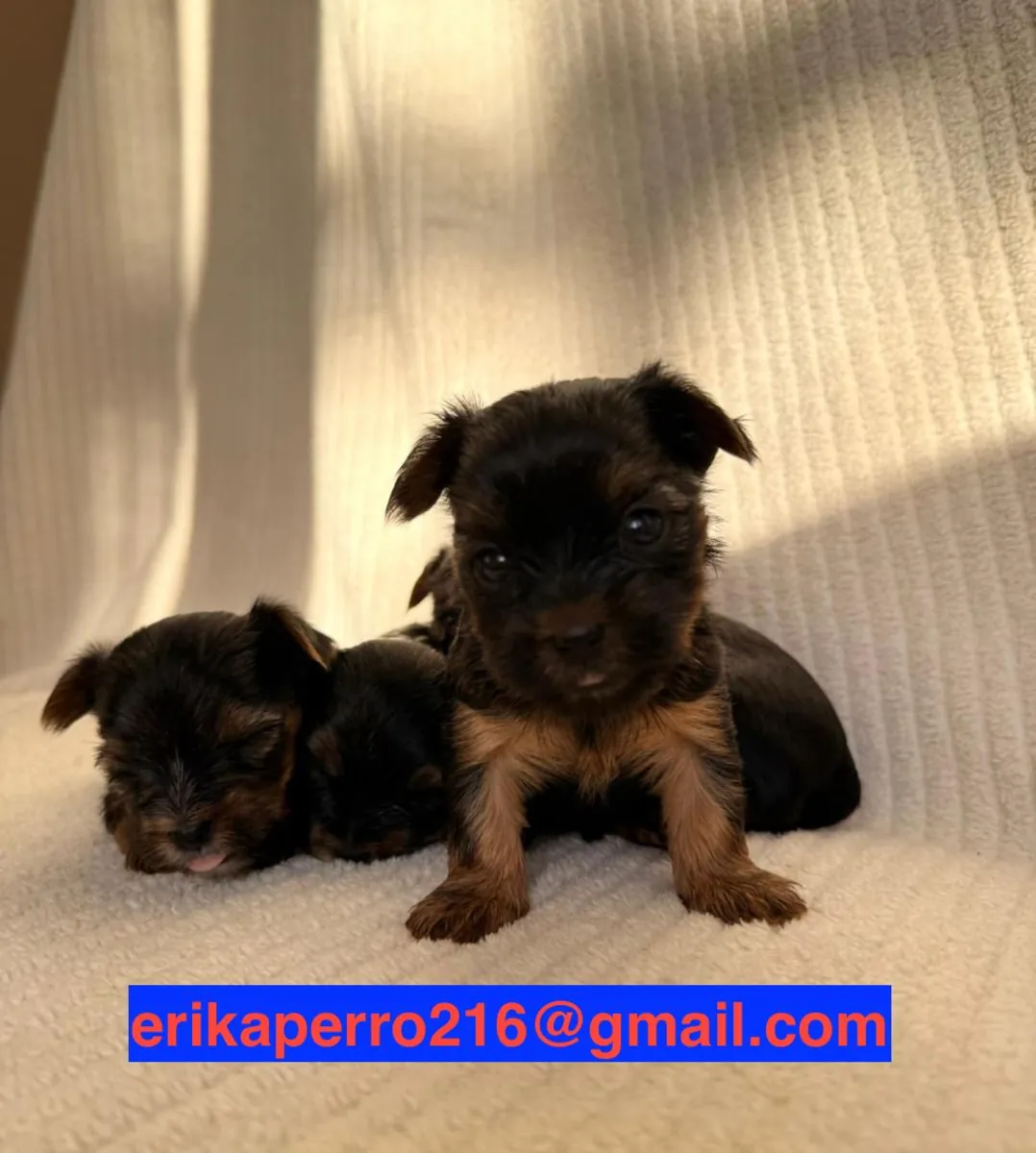 Yorkshire Terrier Yavruları Hediye (erkekler ve dişiler)