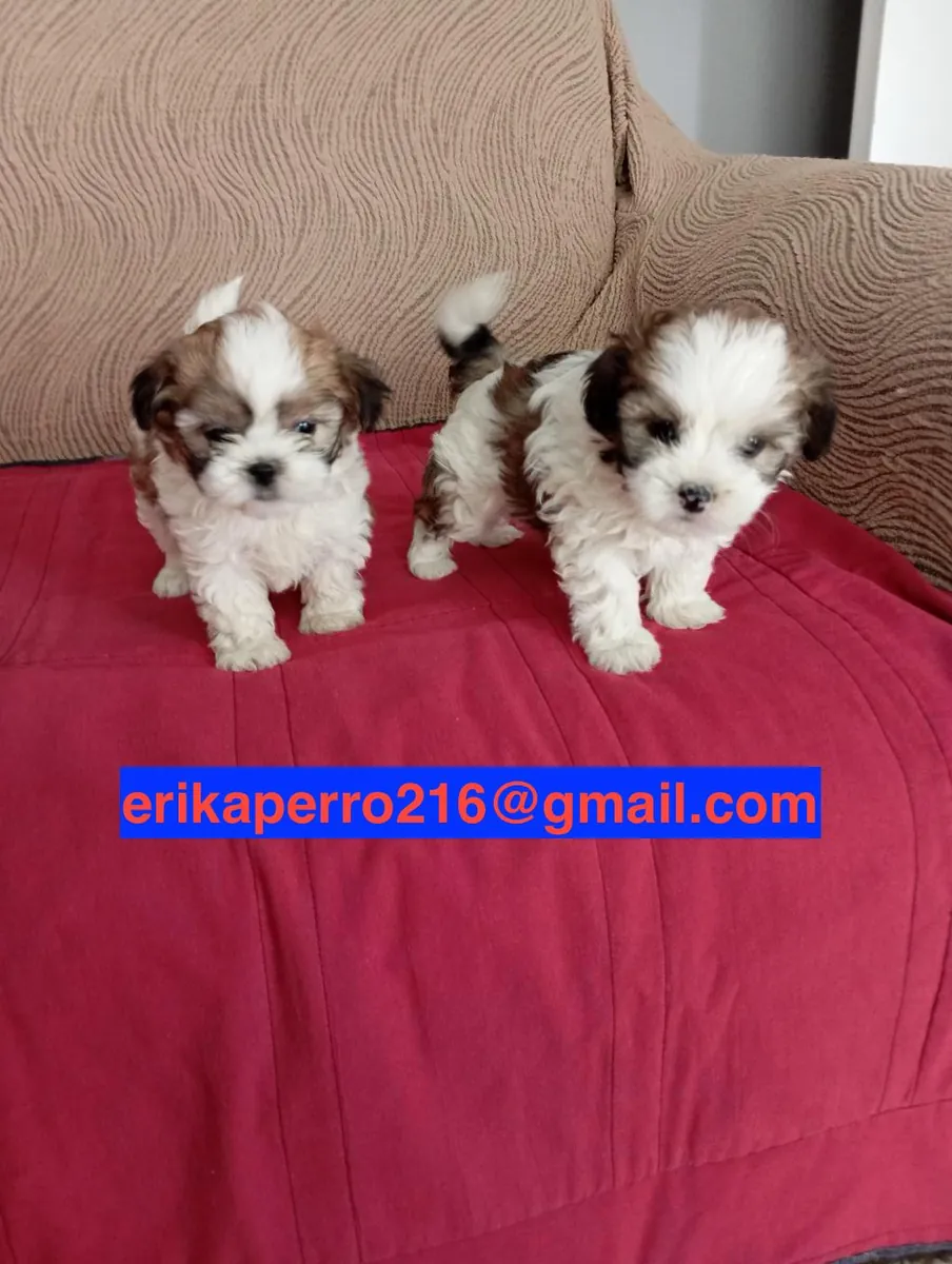 Regalo Cachorros Shih Tzu disponibles (machos y hembras)