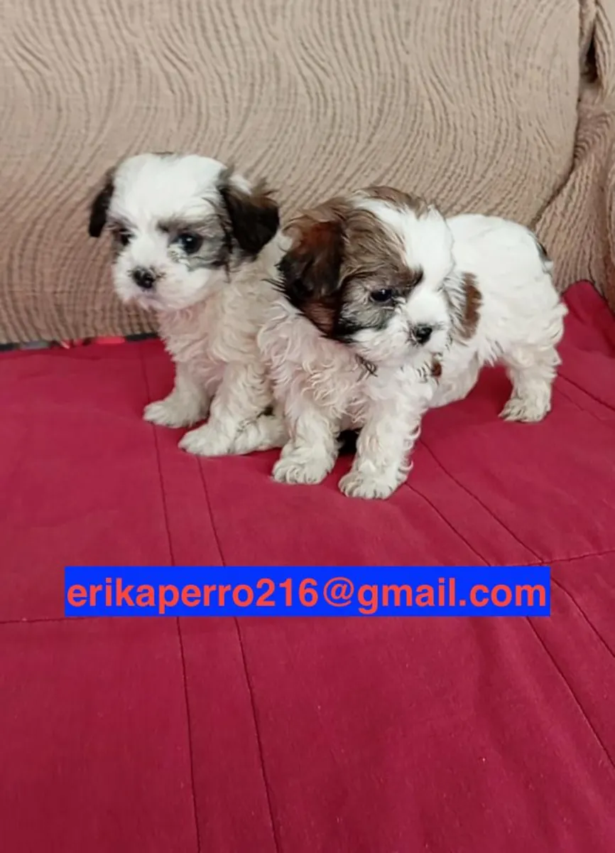 Regalo Cachorros Shih Tzu disponibles (machos y hembras)