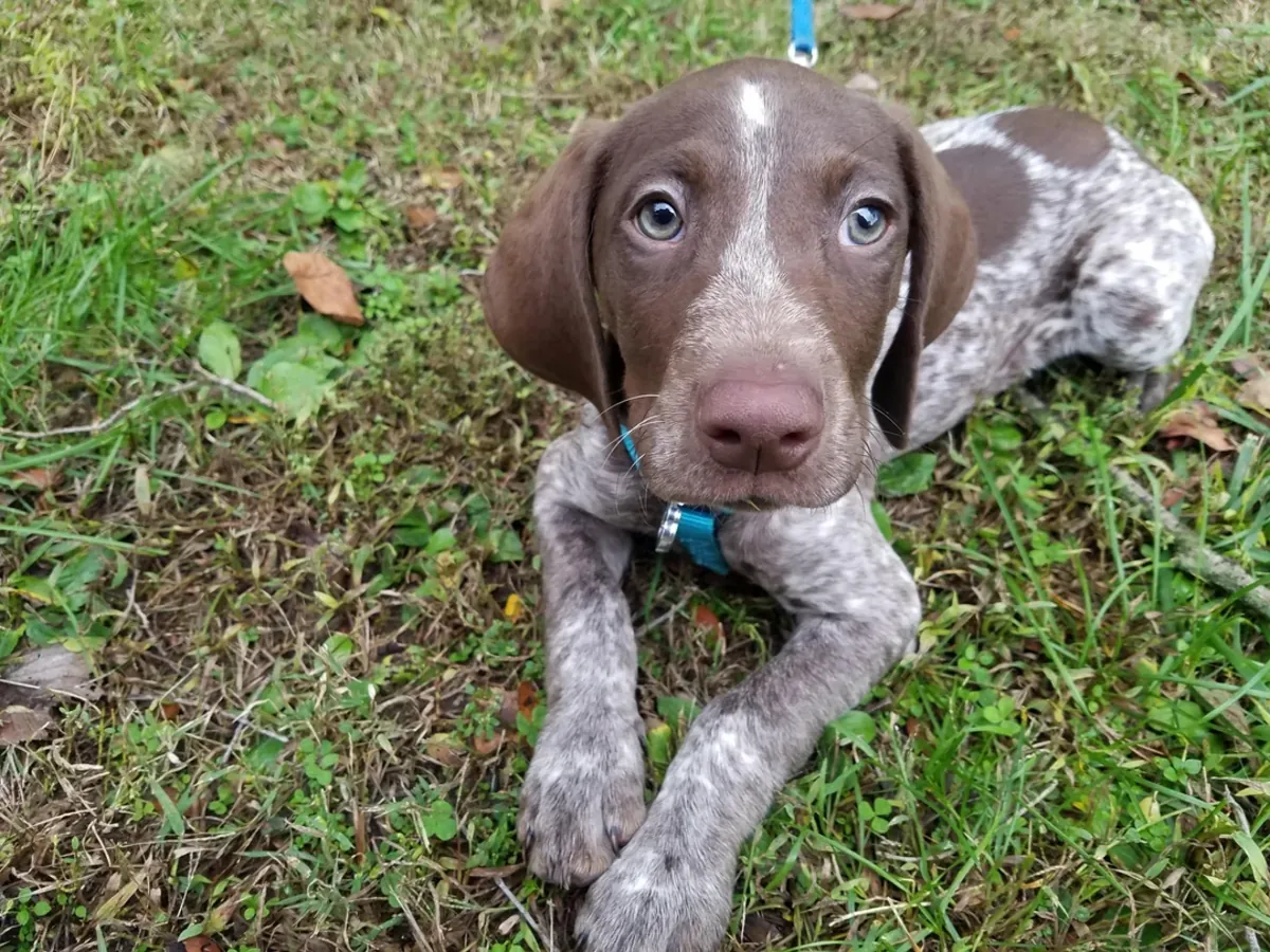 Pointer, we couldn't keep up with its energy.