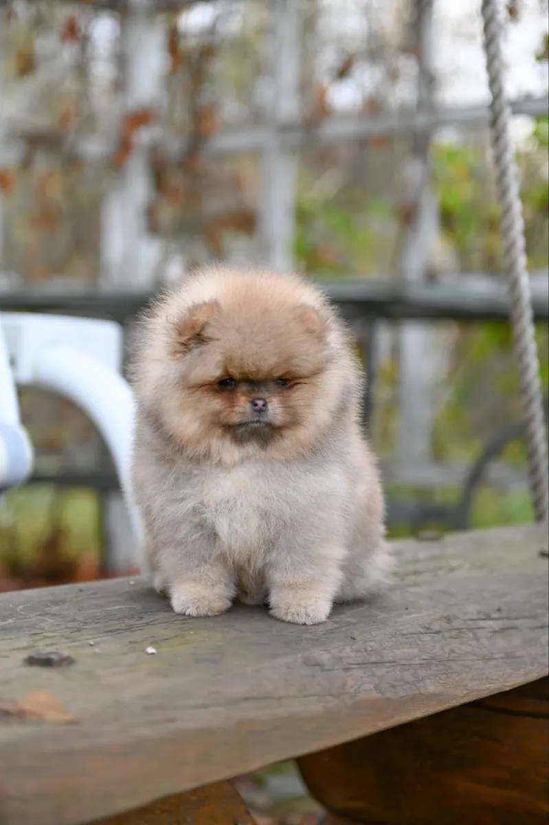 迷人的博美犬幼犬可供出售