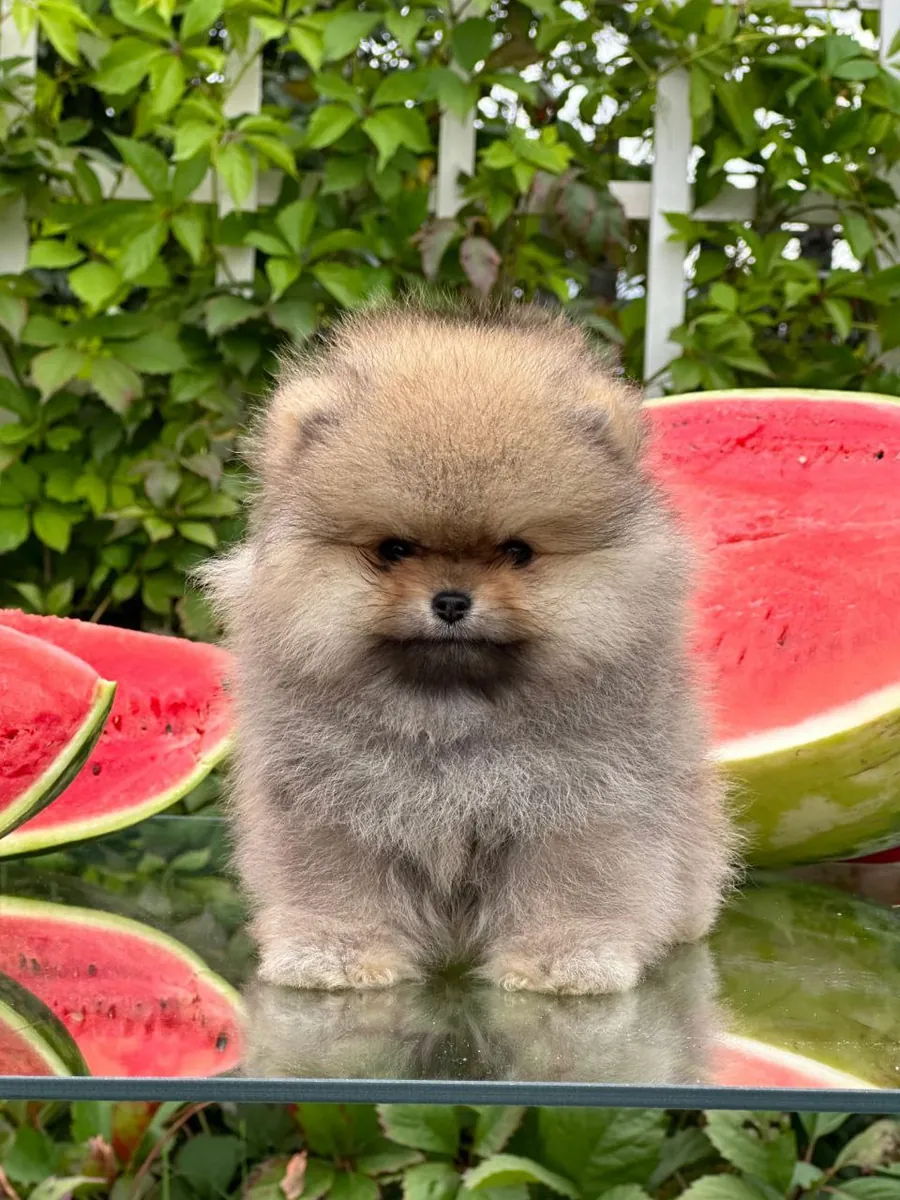 Asombrosos cachorros Pomerania listos para ir