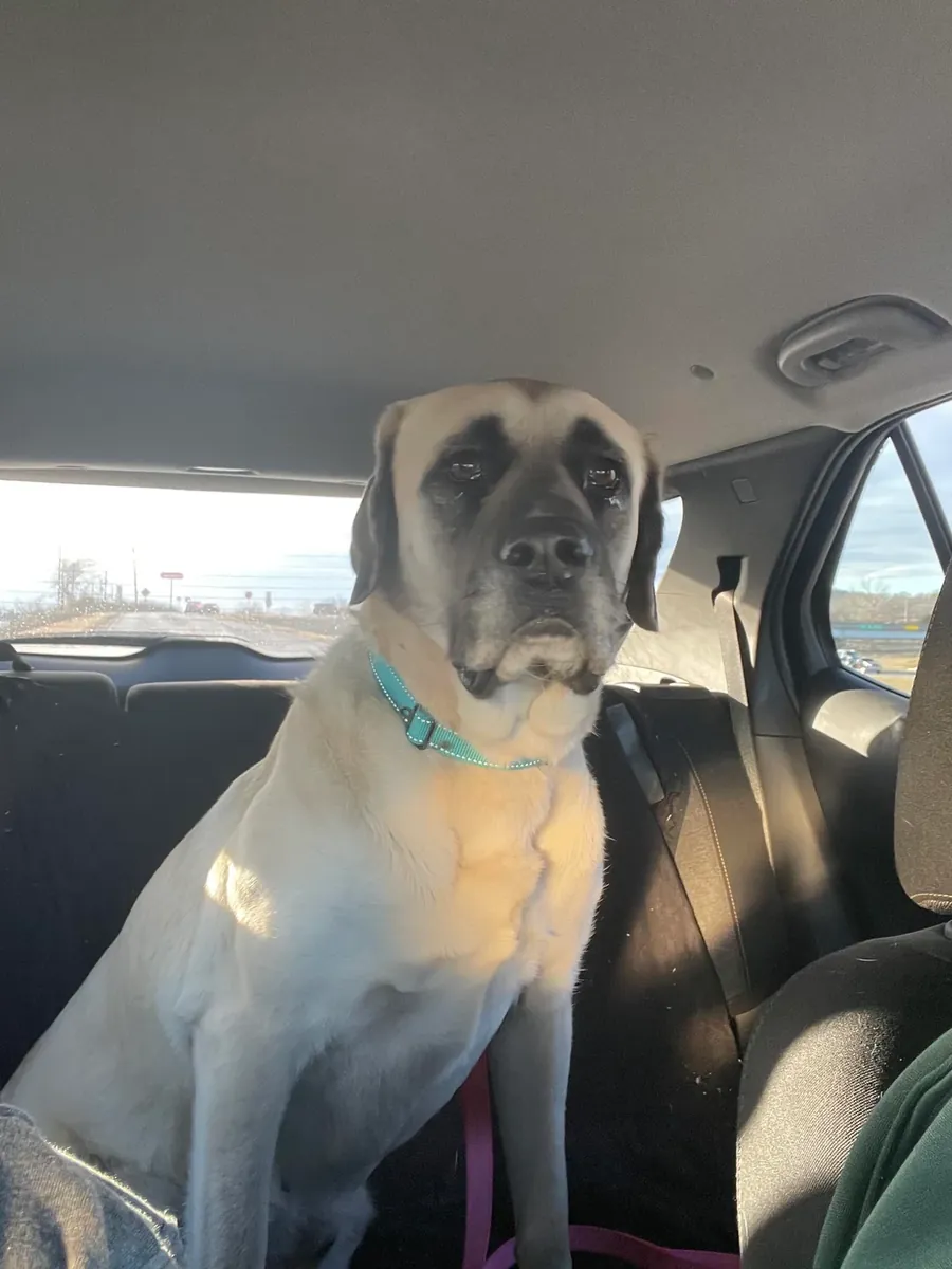 Chien Kangal à donner en raison d'un déménagement en appartement.