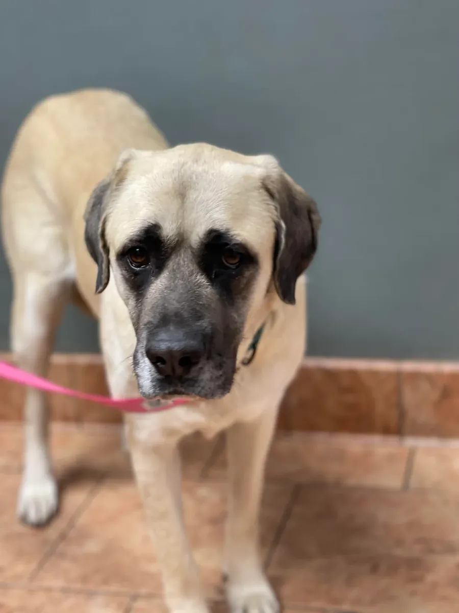Chien Kangal à donner en raison d'un déménagement en appartement.