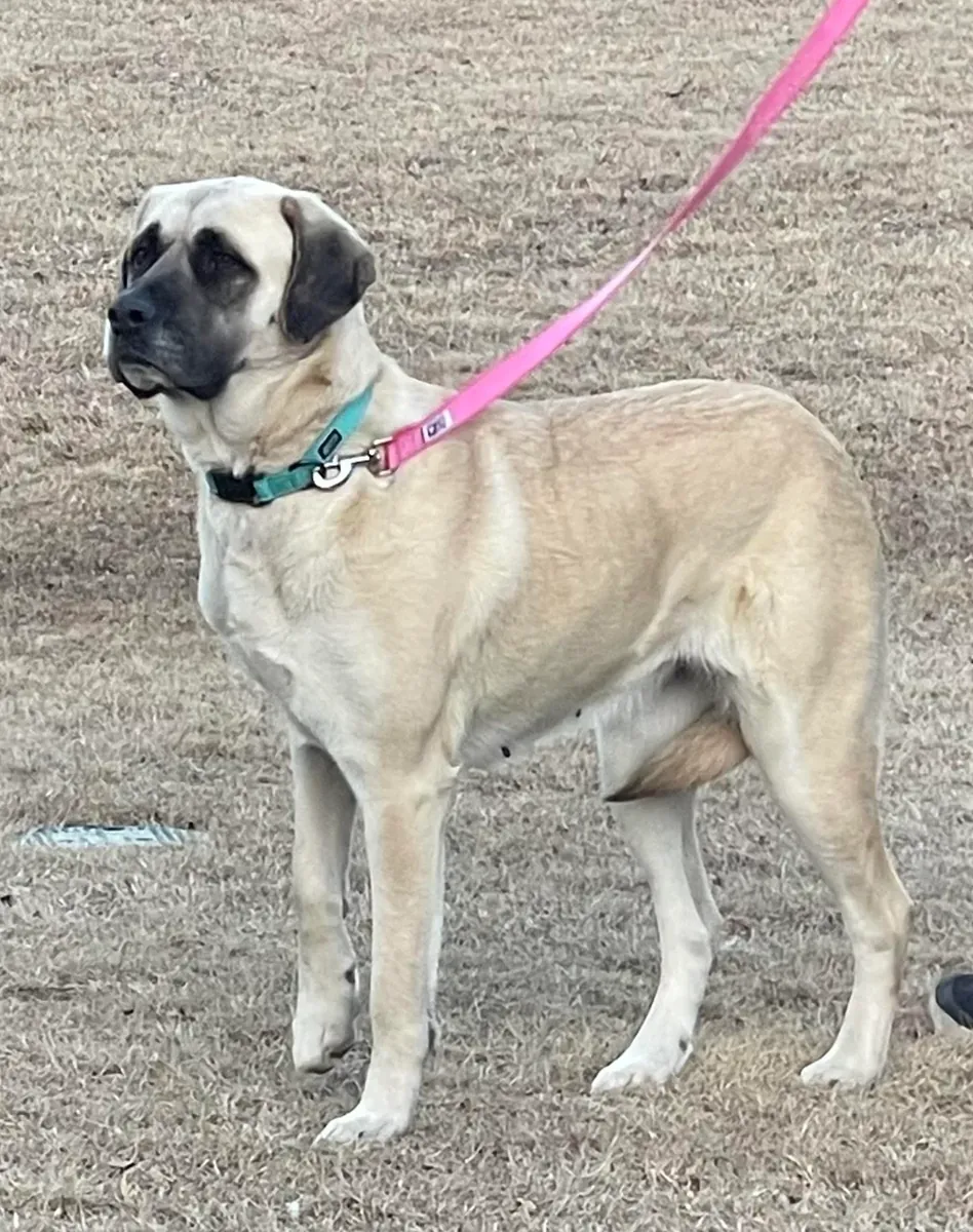 Chien Kangal à donner en raison d'un déménagement en appartement.