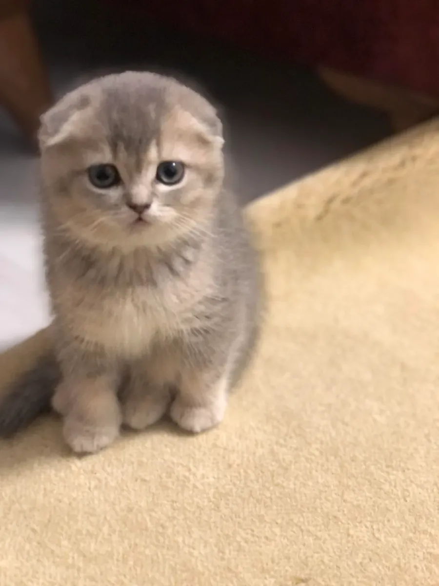 猫咪很平静，但环境发生了变化。