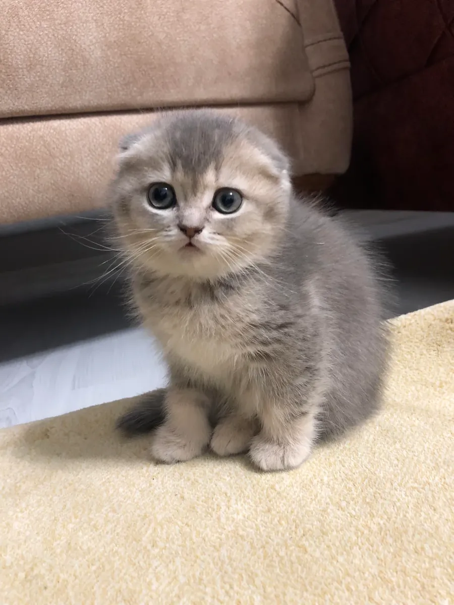 猫咪很平静，但环境发生了变化。