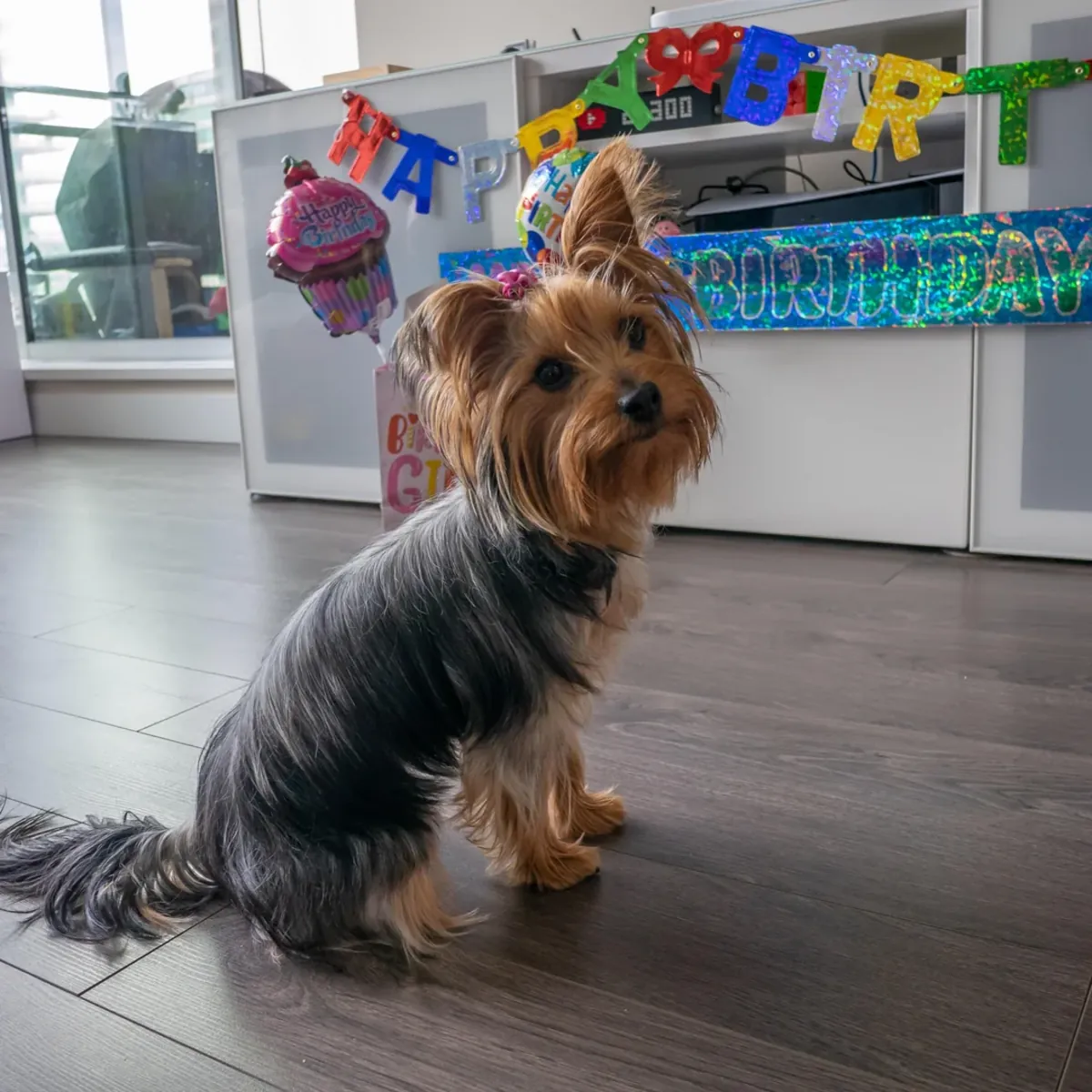 küçük köpek ama bakımı var