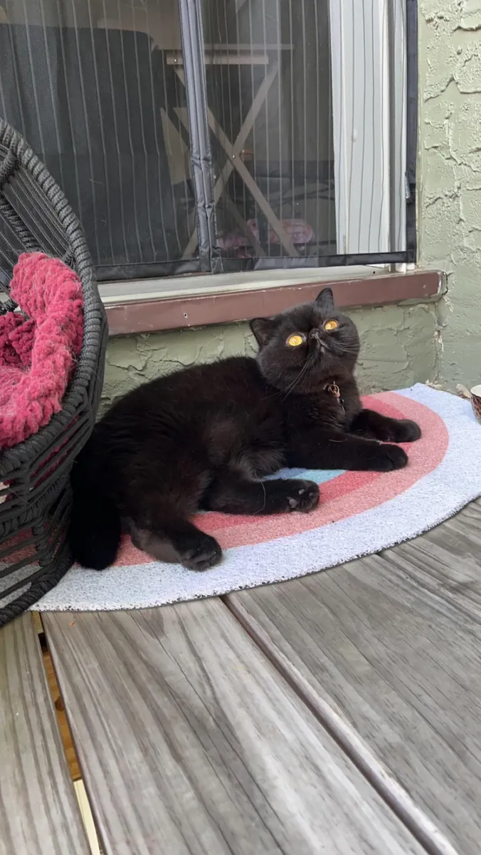 She's a very calm cat, we're looking for a better home for her.