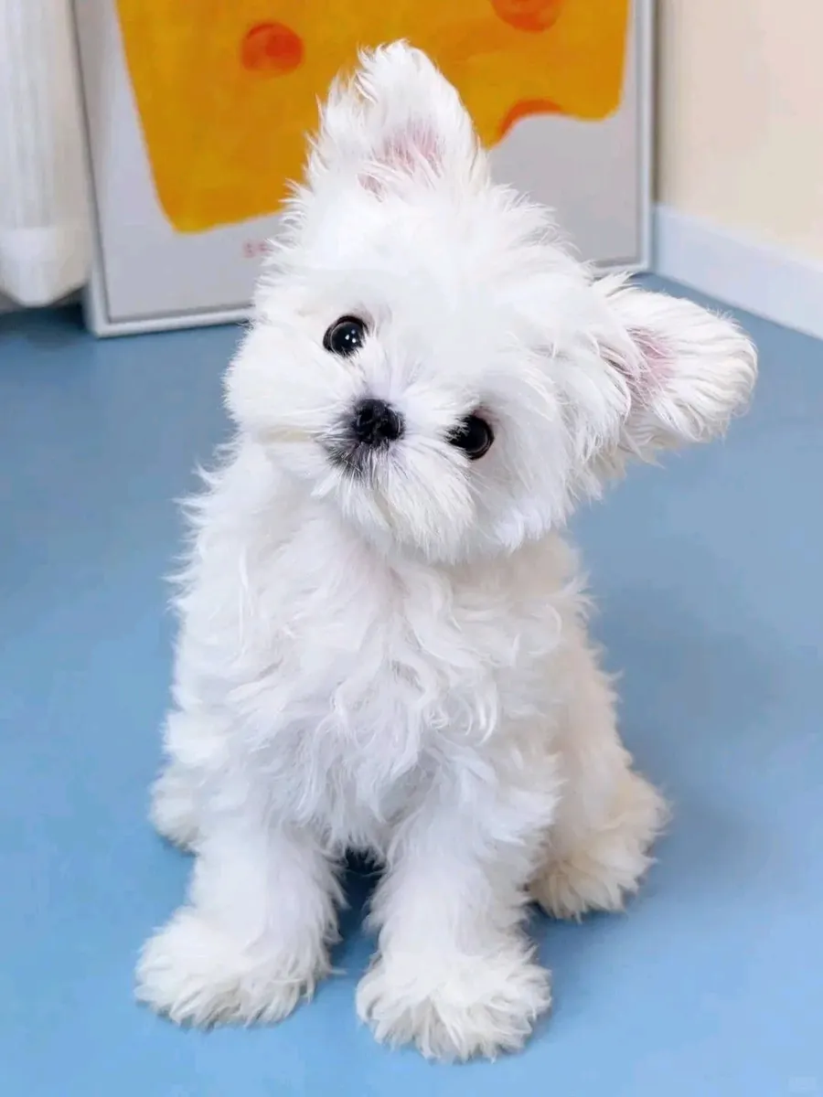 AKC kayıtlı Maltese yavruları