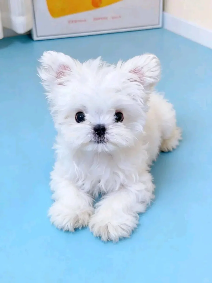 AKC kayıtlı Maltese yavruları