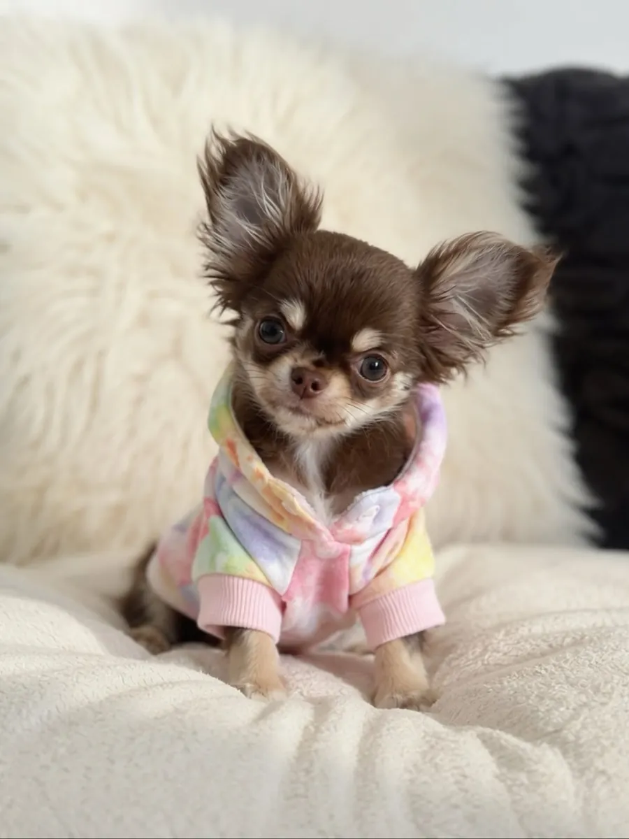 Sevimli Chihuahua yavrusu evlat edinmek için hazır