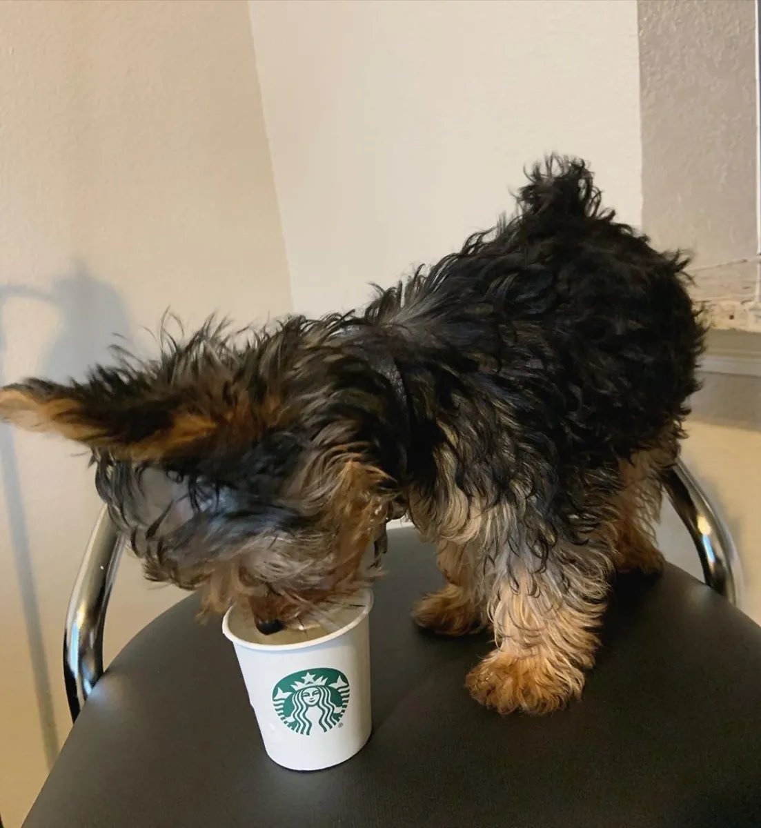 AKC kayıtlı Yorkie yavrusu evlat edinmek için hazır