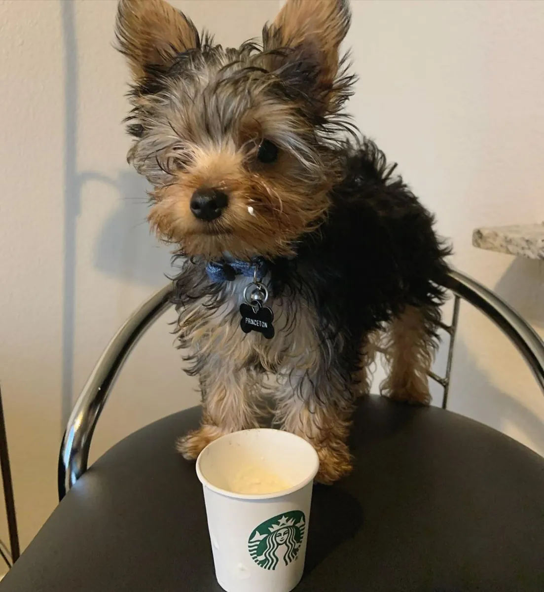AKC kayıtlı Yorkie yavrusu evlat edinmek için hazır