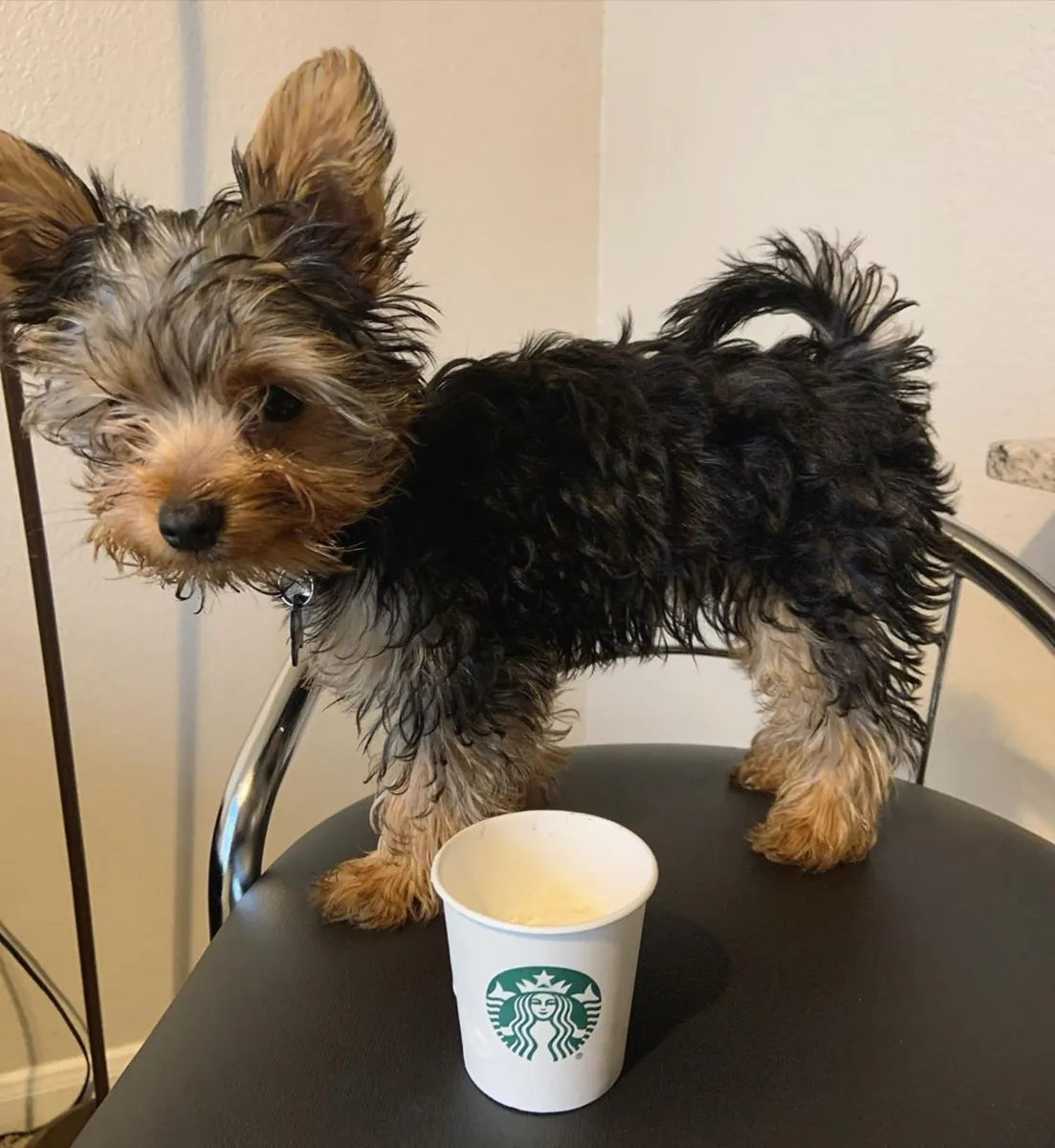 AKC kayıtlı Yorkie yavrusu evlat edinmek için hazır