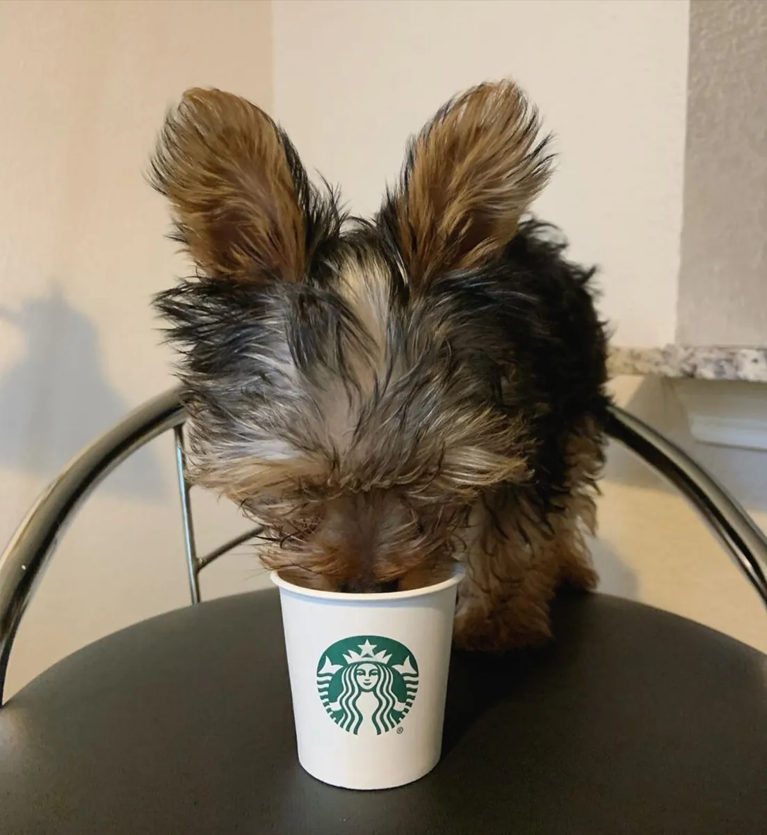 AKC kayıtlı Yorkie yavrusu evlat edinmek için hazır