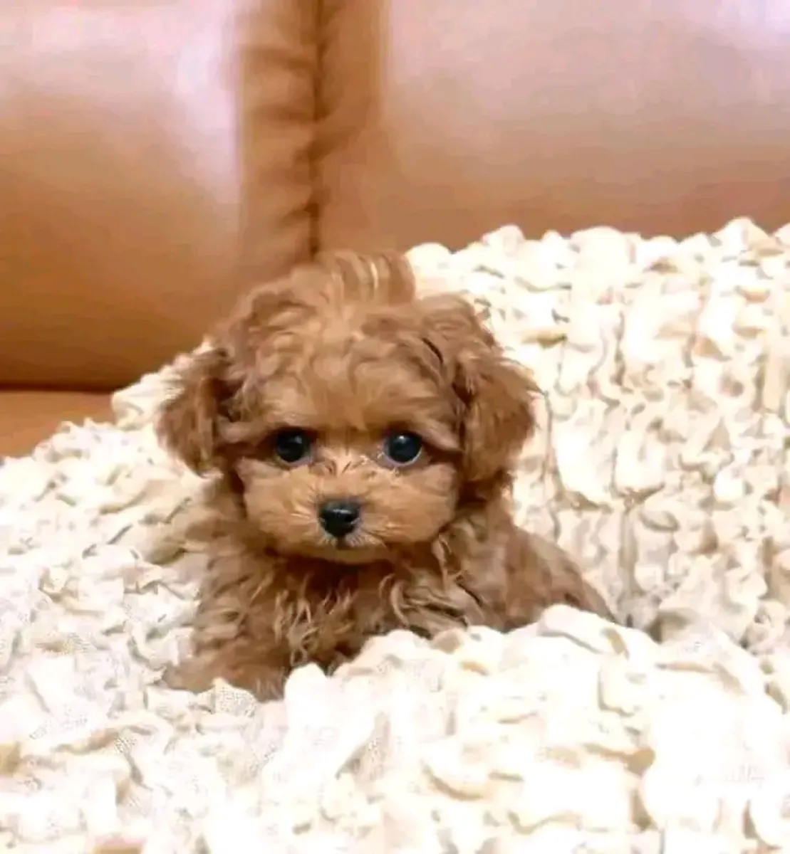 AKC kayıtlı pudel yavrusu mevcut